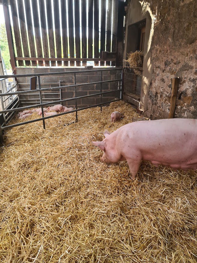 Foel Farm Park | Parc Fferm Foel