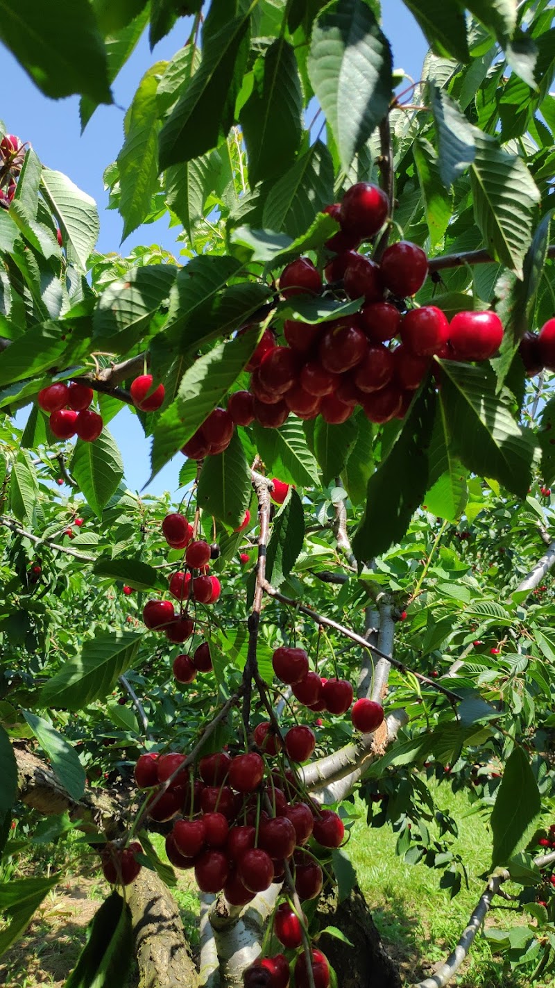 Cherry Avenue Farms