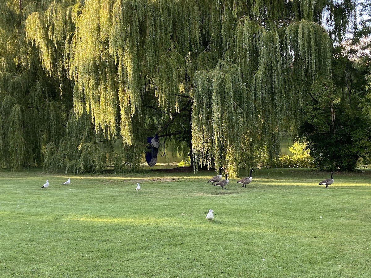 Parc Angrignon