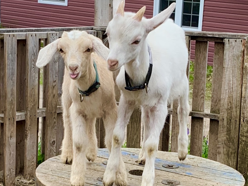 Robbins Family Farm