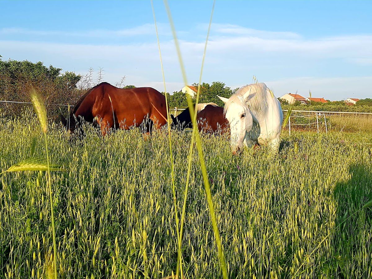 Unicorn Stable Škabrnja