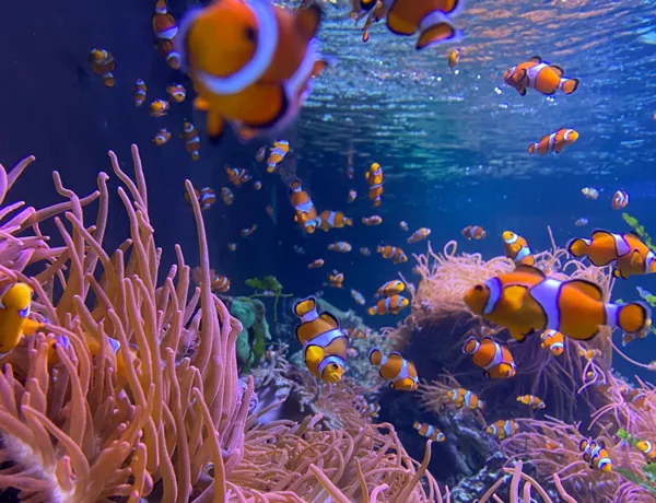 SEA LIFE Centre London Aquarium