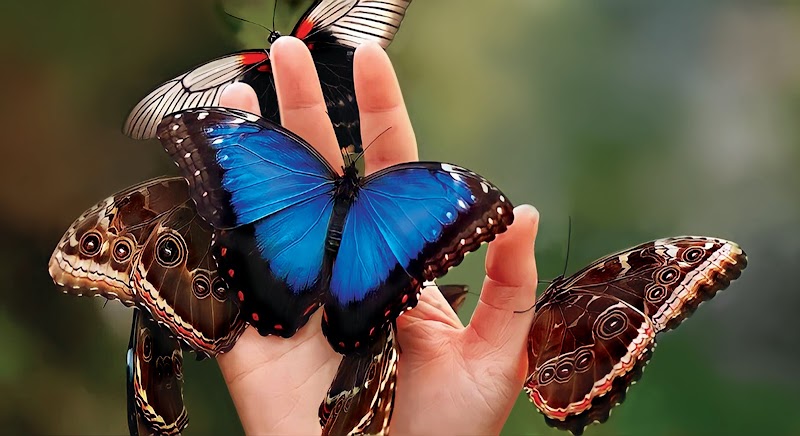 Museum of the Living Butterfly