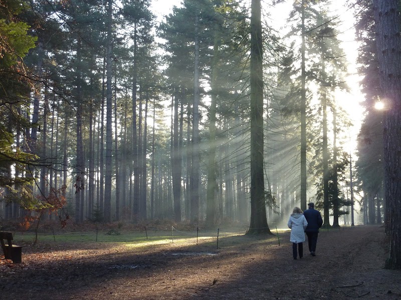 Black Park Country Park