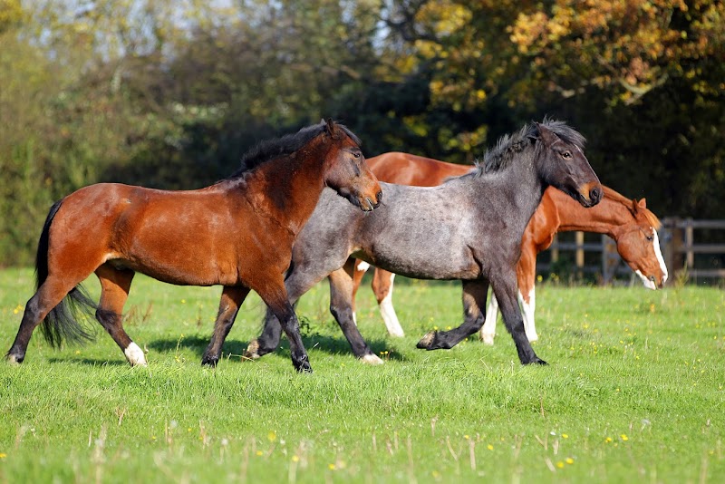 Chelmsford Equestrian Centre