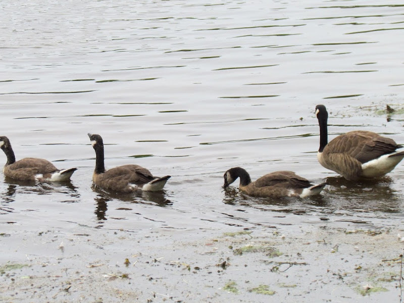 Harvey Moore Wildlife Sanctuary