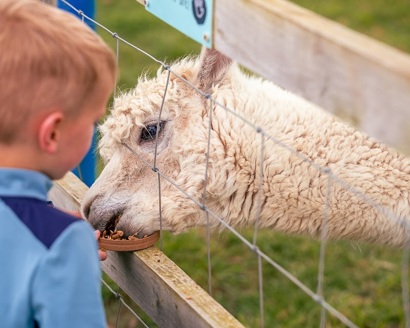 Manorafon Farm Park