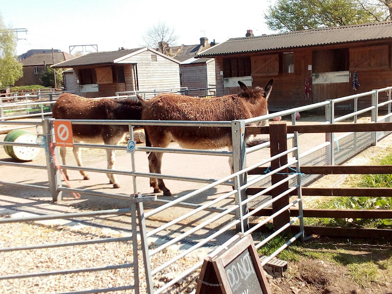 Brooks Farm