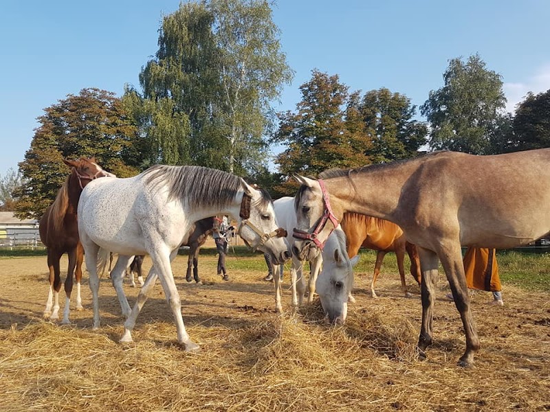 Horse Riding Club ‘Visoko’