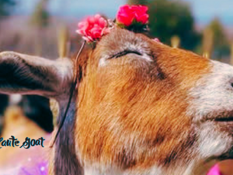 Haute Goat
