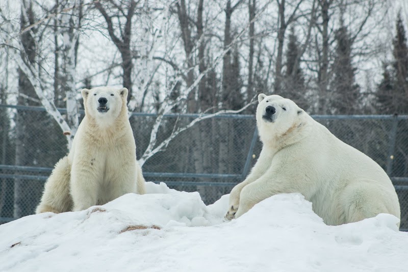 Cochrane Polar Bear Habitat