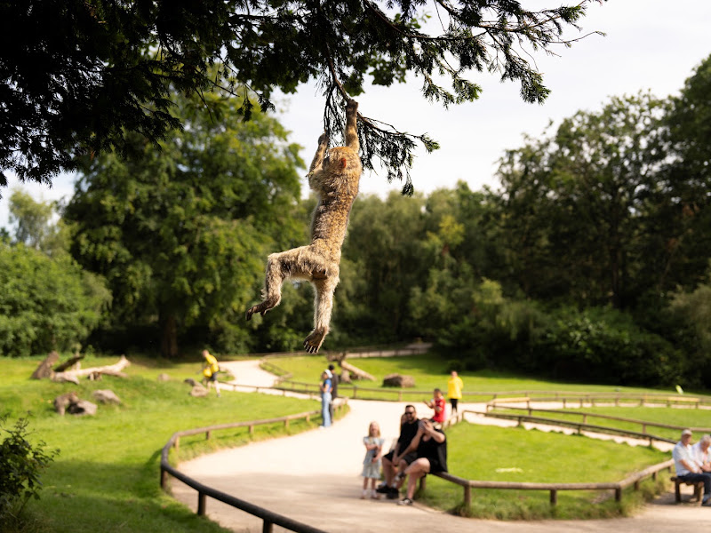 Trentham Monkey Forest