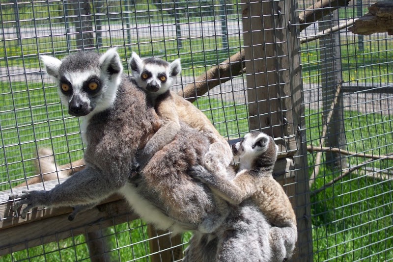 Oshawa Zoo & Fun Farm