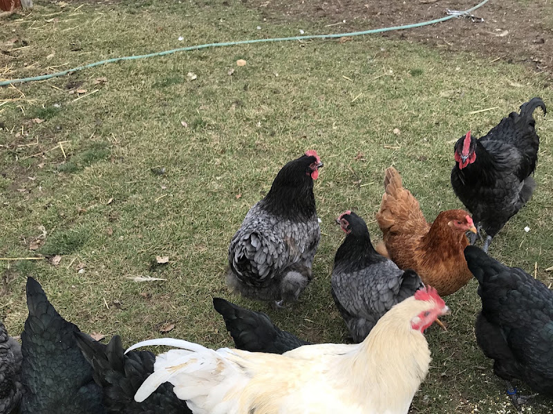 Chickadee Hill Farm