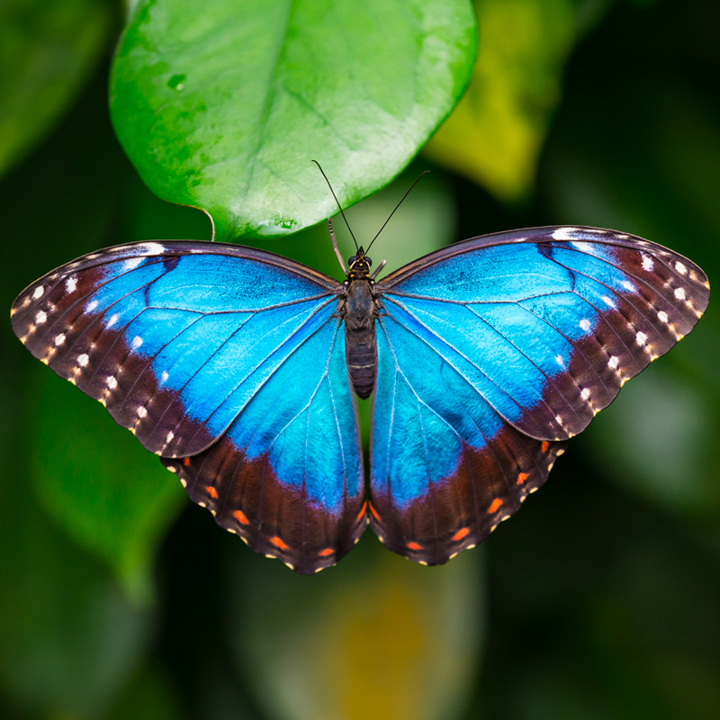 Butterfly Conservatory