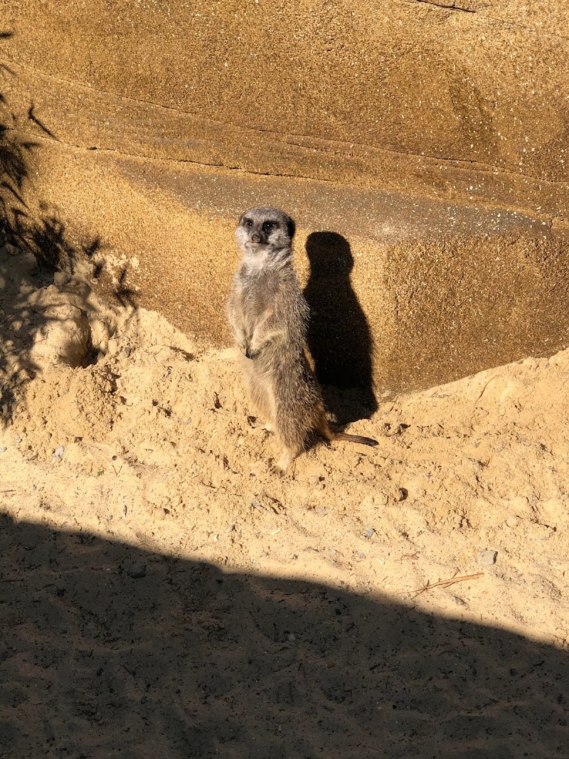Pettitts Animal Adventure Park