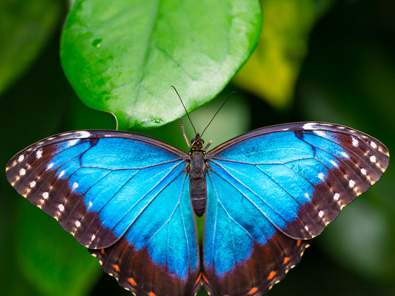 Cambridge Butterfly Conservatory