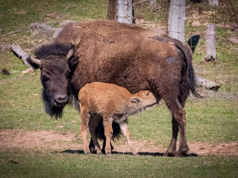 Buffaloland Park