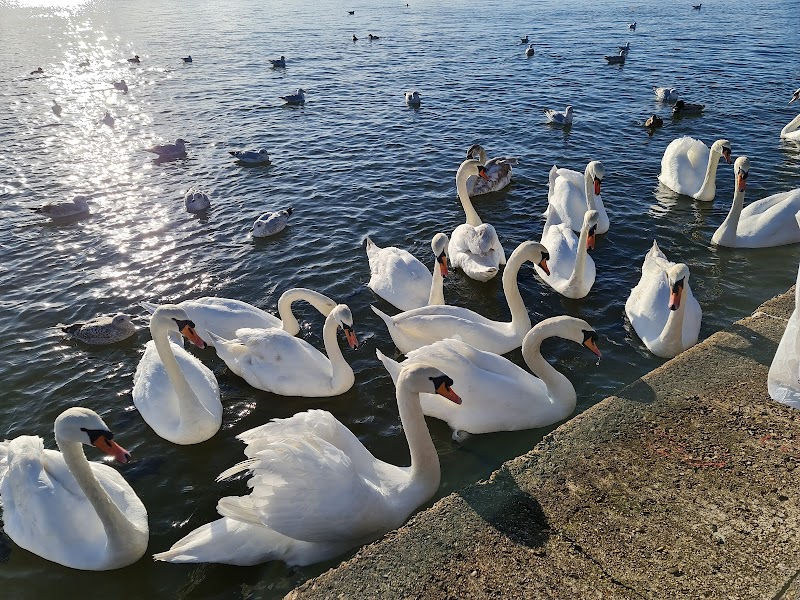 Poole Park