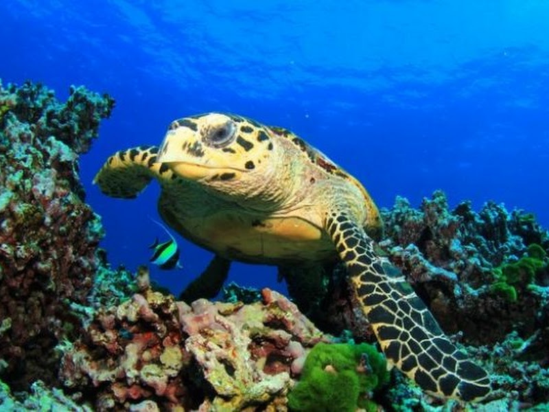 Acuario