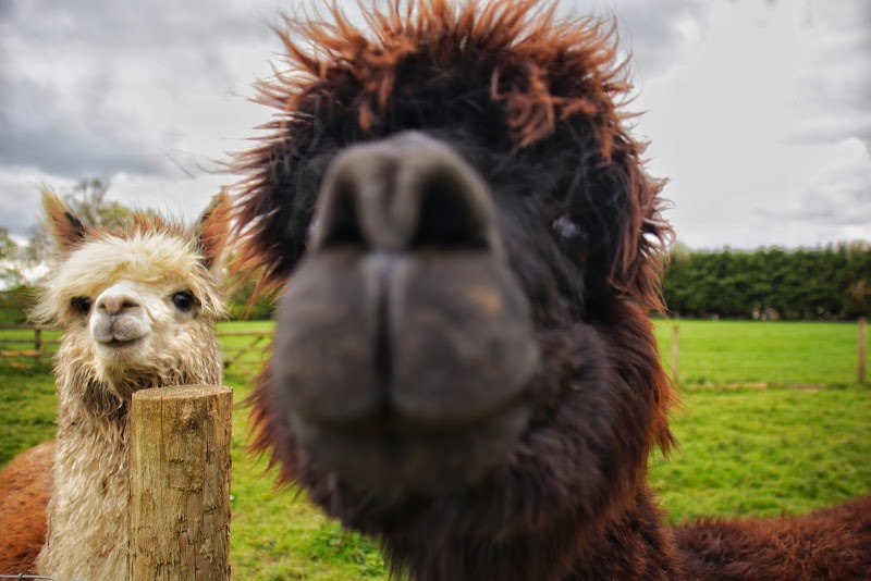 Monk Park Farm Visitor Attraction