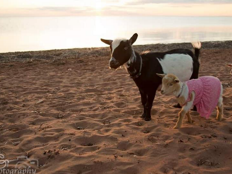 Beach Goats