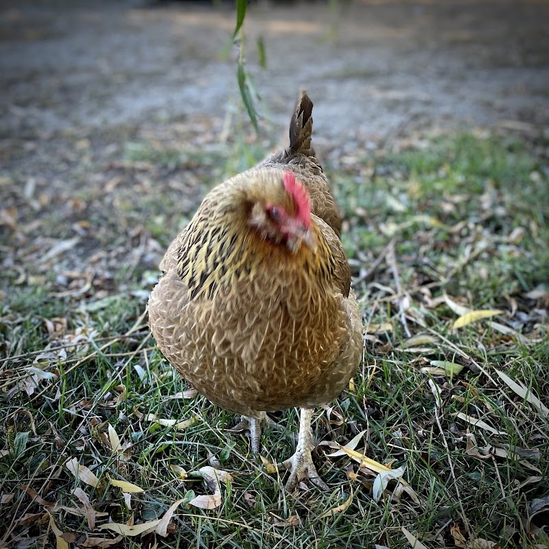 Chickadee Hill Farm