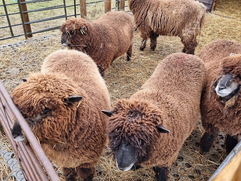 Curly’s Farm