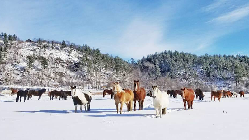 Captiva Ranch Horseback Riding
