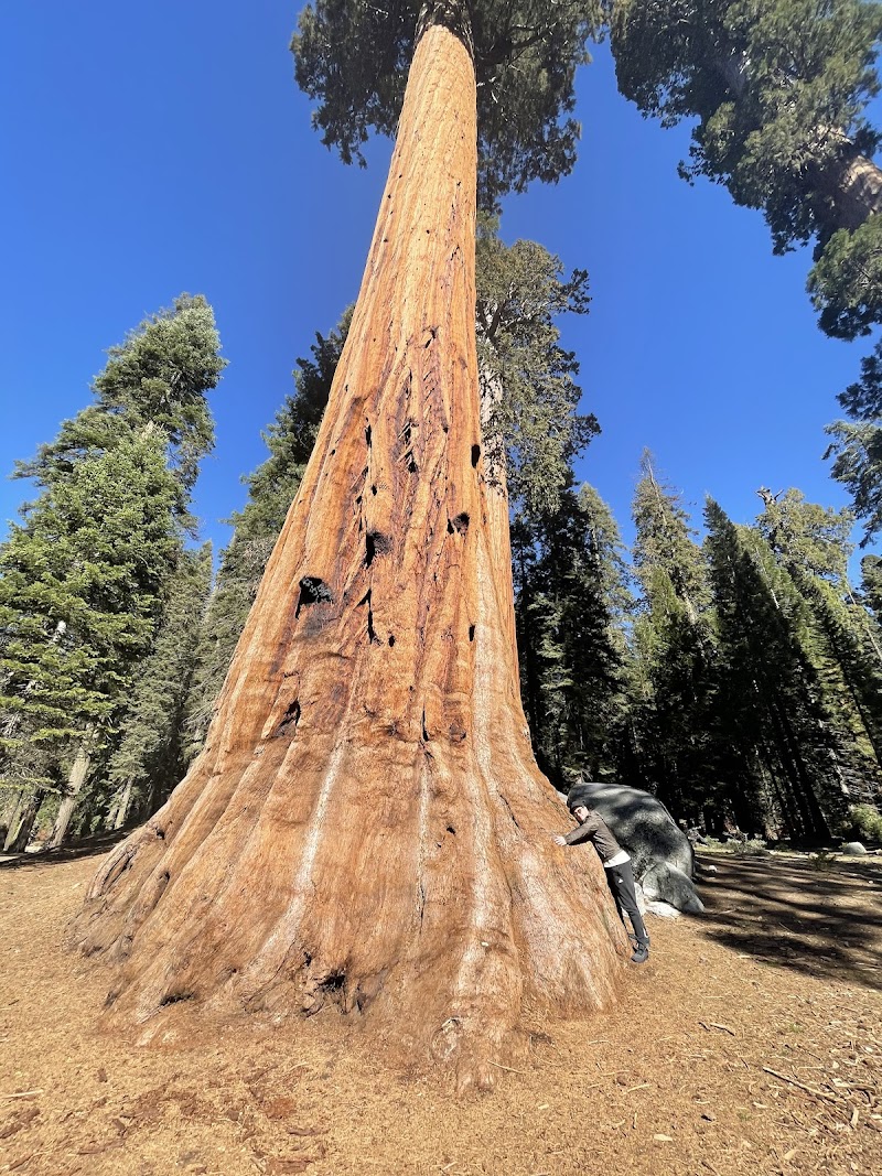 Giant Forest