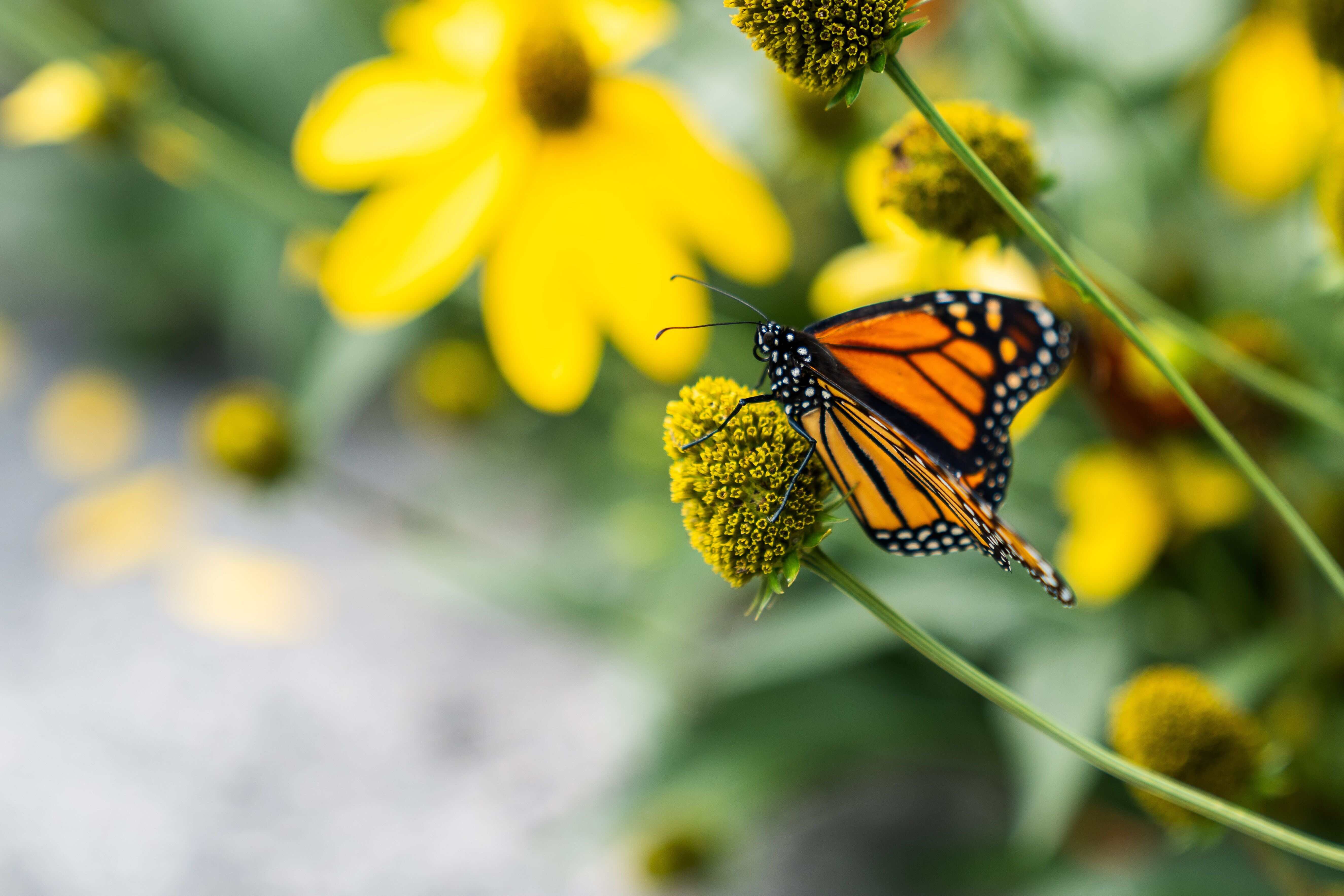 Butterfly Conservatory