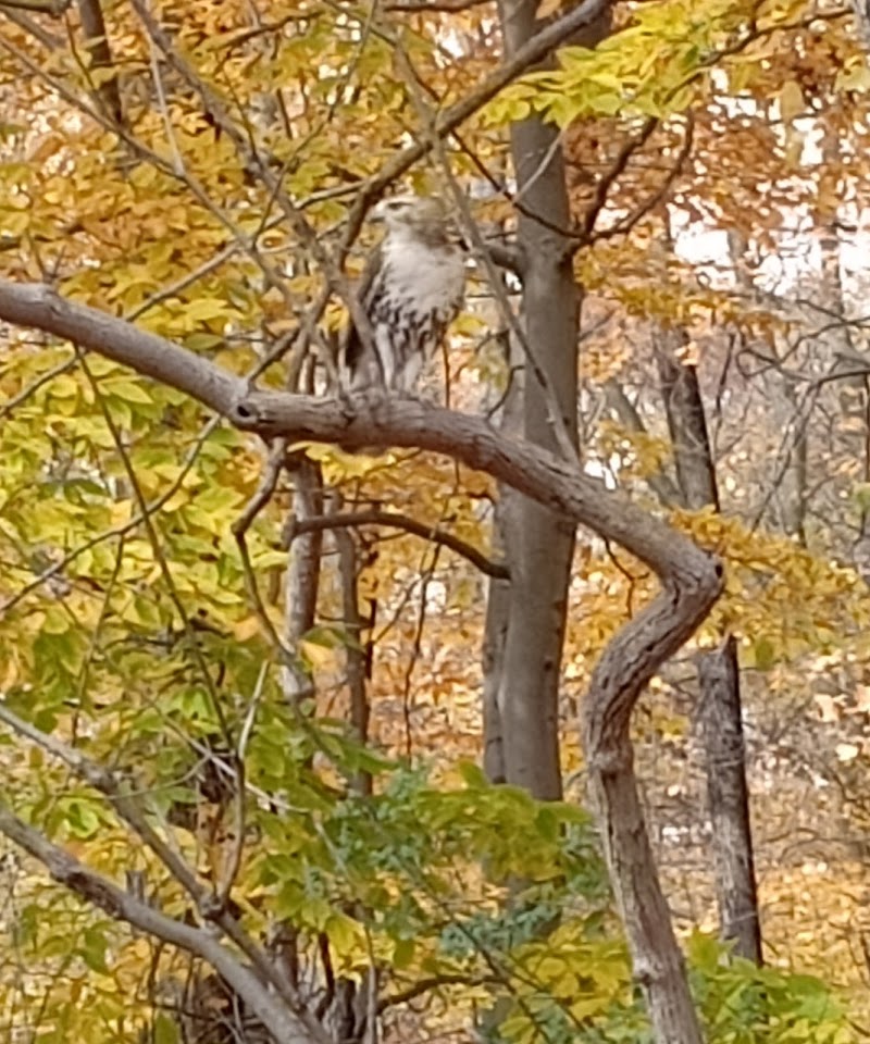 Humber Arboretum