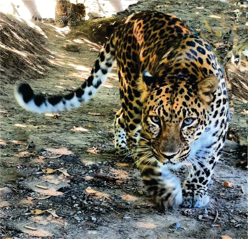 Jungle Parc