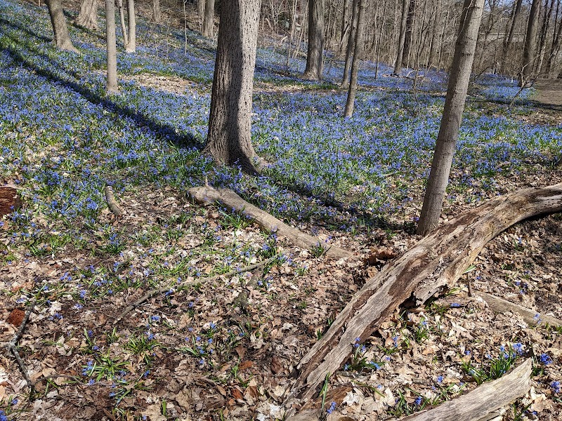 Blythwood Ravine Park