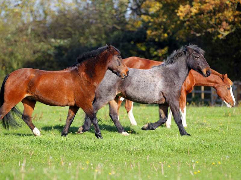 Chelmsford Equestrian Centre