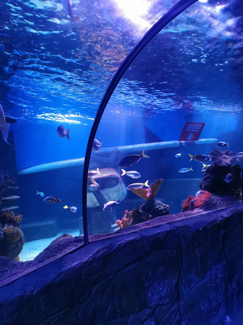 SEA LIFE Chessington