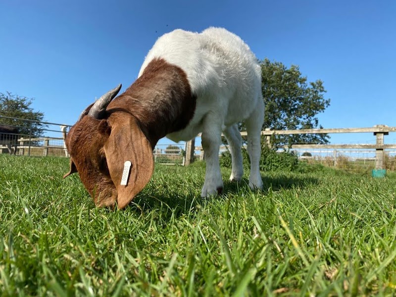 Roves Farm