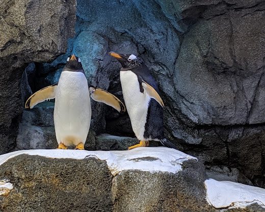 Wilder Institute's Calgary Zoo
