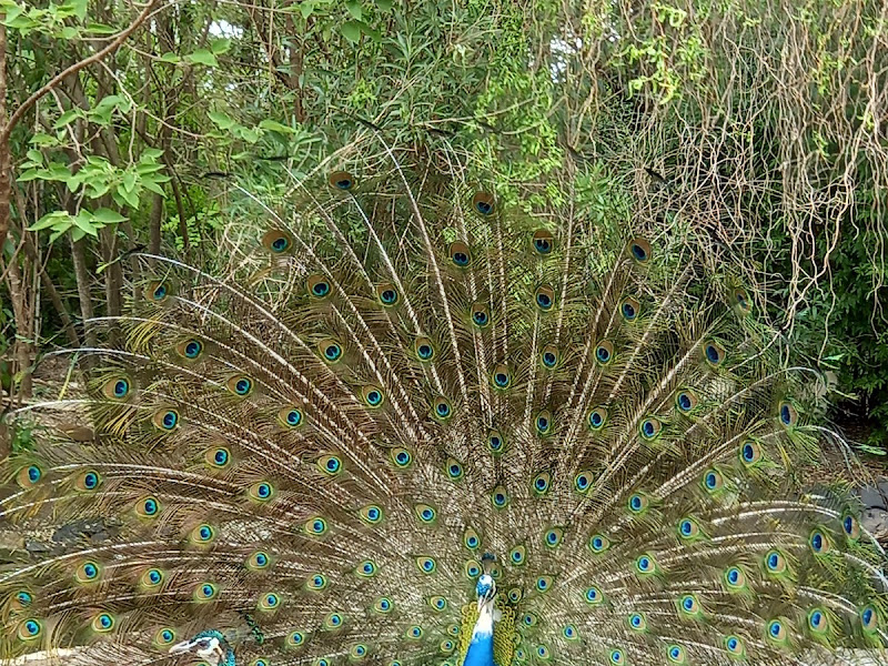 Park Farm "La Pureza"
