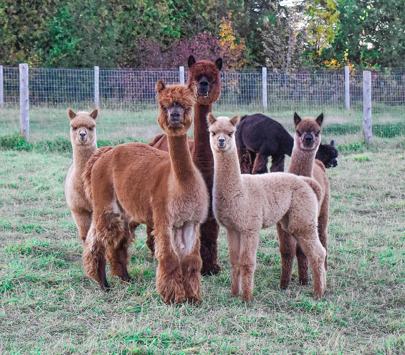 All In Alpacas