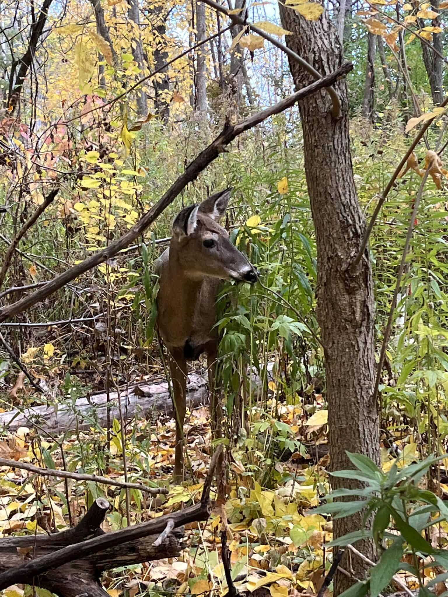 Rattray Marsh Conservation Area