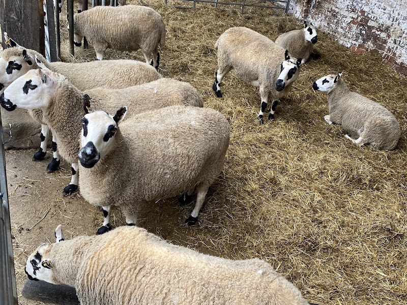 Croxteth Petting Farm