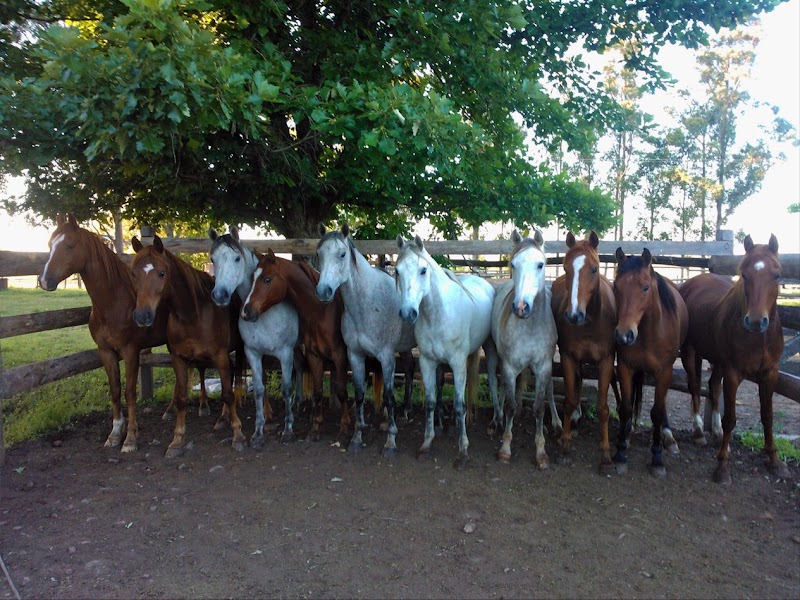 El Cencerro - Haras El Oasis