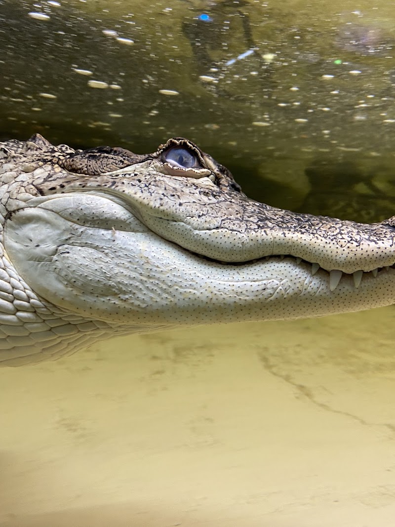 Reptilia London